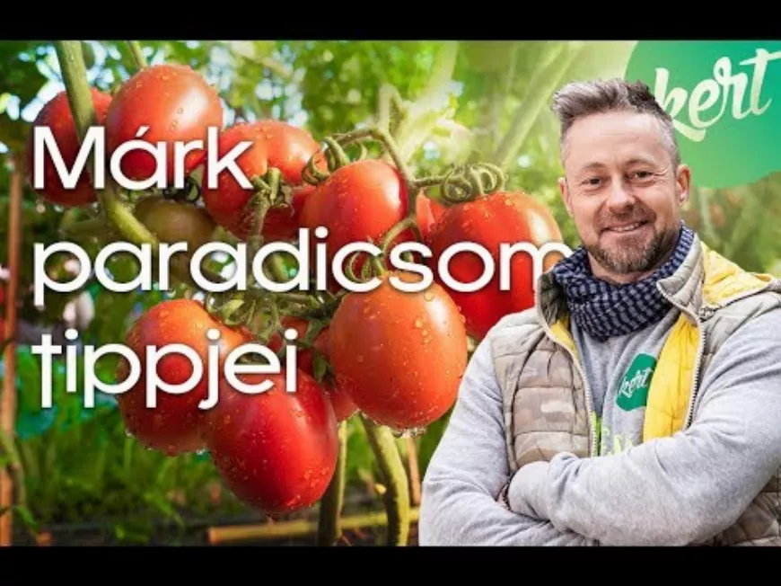Így ültesd a paradicsomot, paradicsom palántát, ha bőséges termést akarsz