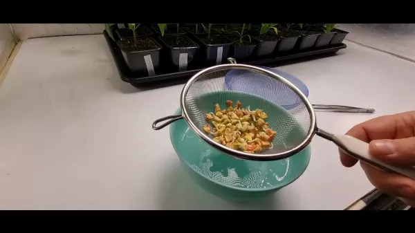 Csemegekukorica vetési tippek | Kisvakond