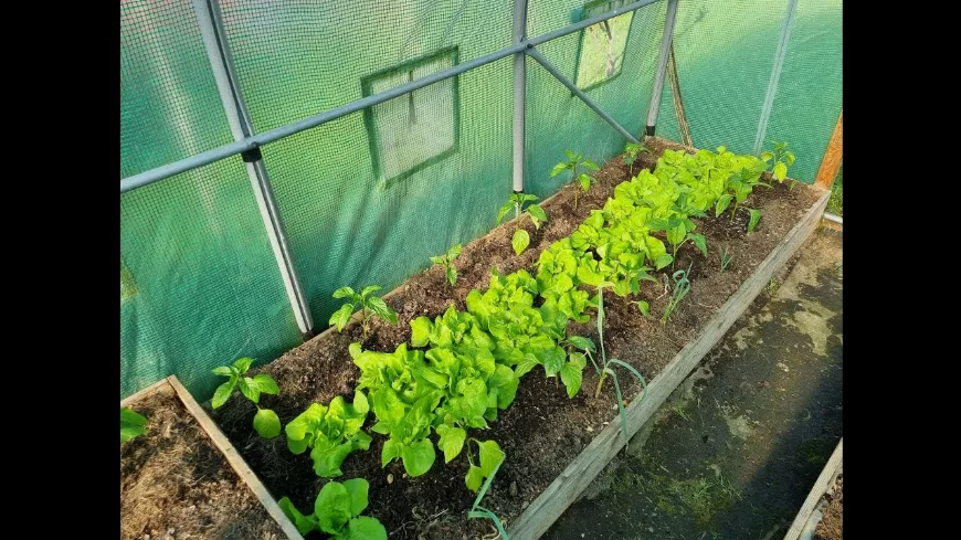 Paprika kiültetése és egy tipp a jó fejlődéshez | Kisvakond