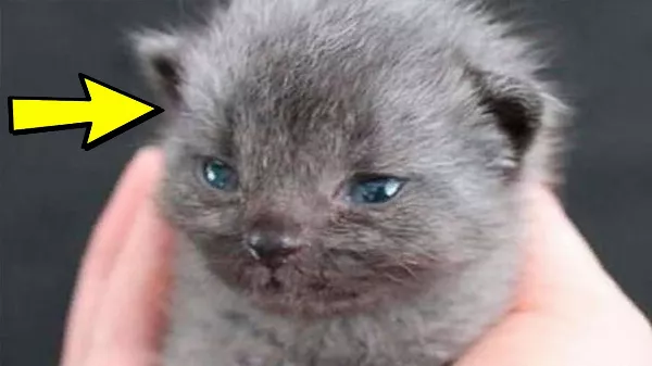 Egy nő megmentett egy szürke cicát🐱 , de a bundája színe megváltozott, és itt van, miért!