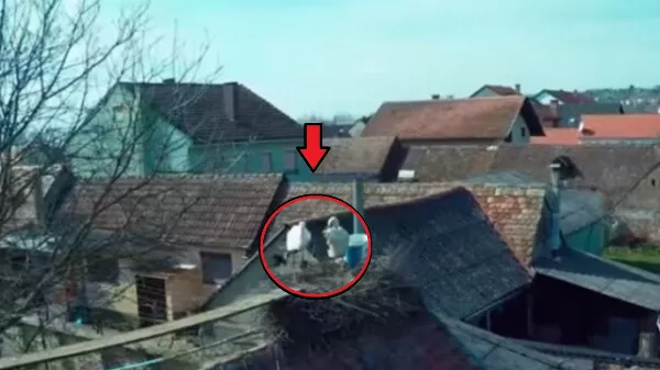 22 évvel ezelőtt egy férfi megsebesítette a "feleségét". Azóta ez a gólya csinálja!