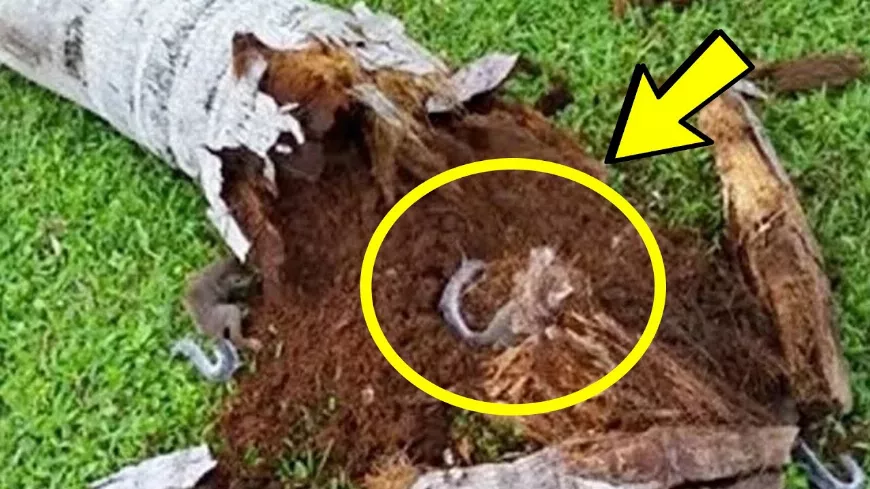 A kutya ugatni kezdett egy öreg fán, belenézett, a rendőr rémülten sikoltott!