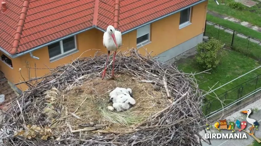 Storklet rescue - Gólya fióka mentés (@BirdMania-Madarpark) 2023/6/6