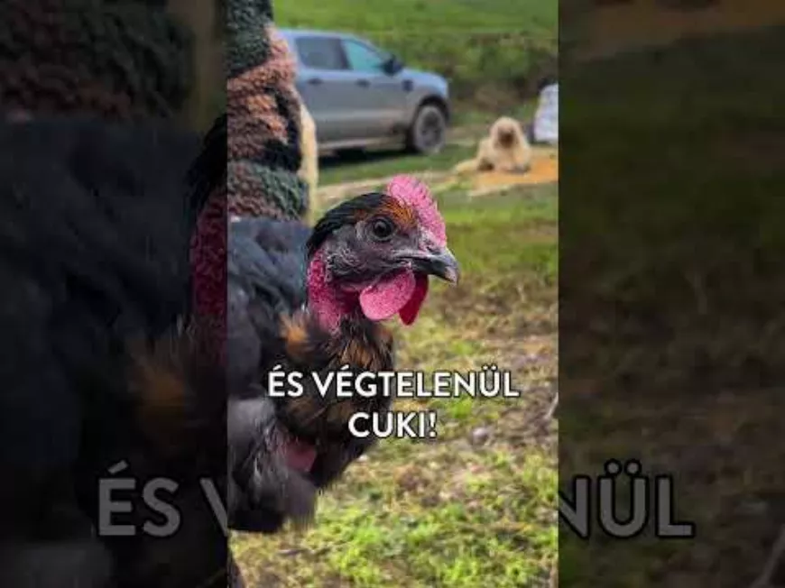 Csirke trükk 🐔
