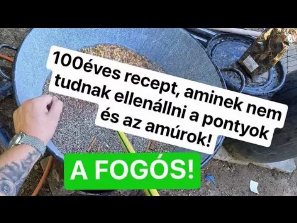 Ponty csali kukorica és ponty etetőanyag készítése olcsón házilag, horgászok számára