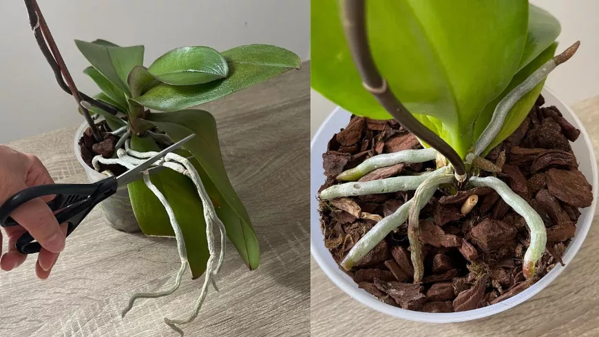 Erre figyelj! Tedd ezt a léggyökerekkel, hogy az orchideának bőséges virágzata és egészséges gyökerei legyenek!