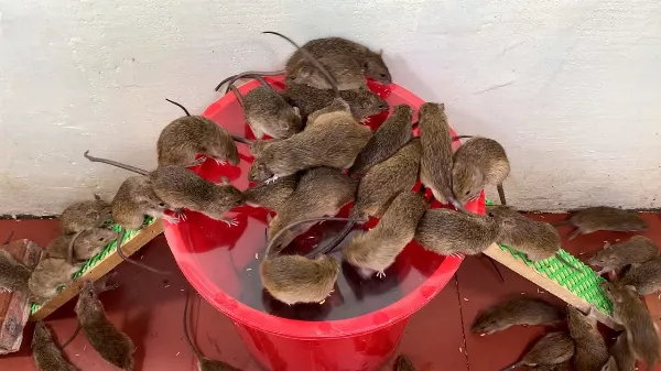 Egérfogó csapda házilag - egy vödör kell hozzá és némi furfang! 