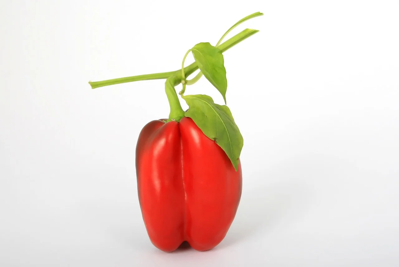 Kaliforniai paprika gyökereztetése