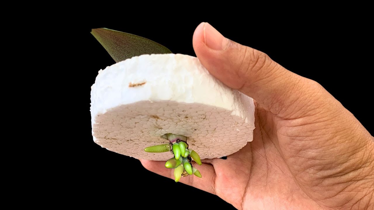 orchidea gyökereztetése