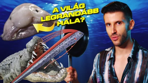 A világ legrusnyább állata a Bluggyhal!