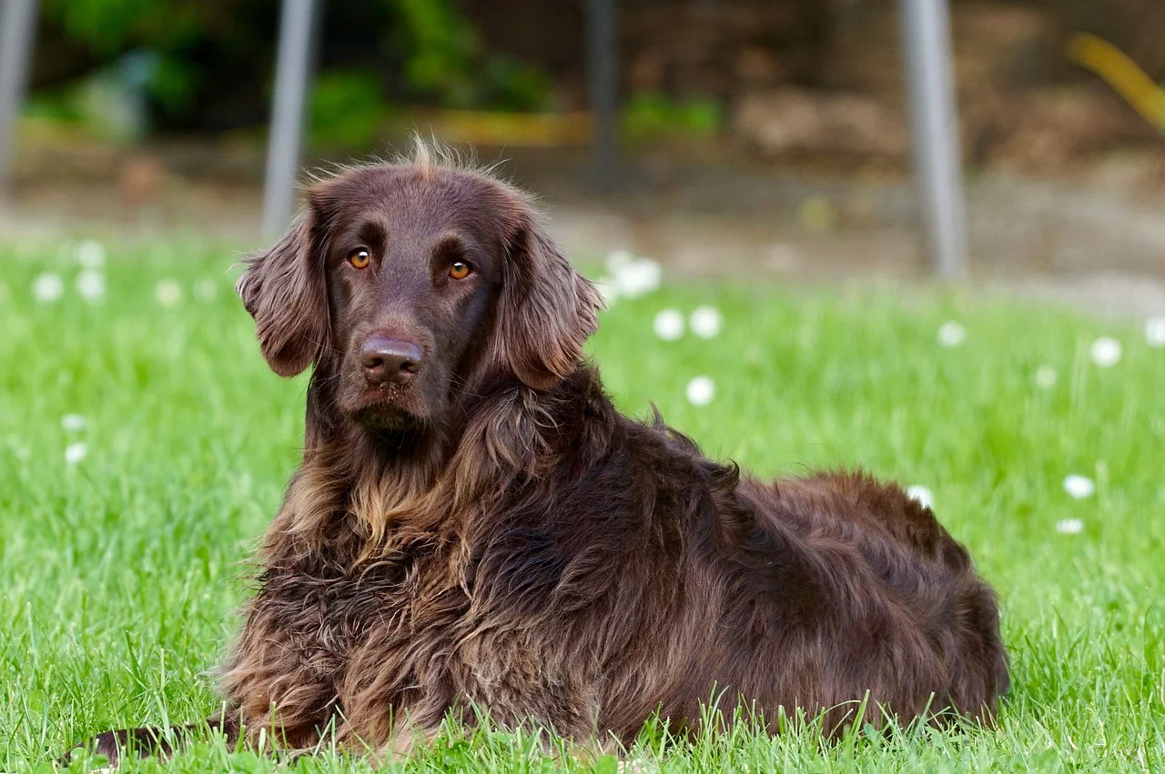 labrador kutya