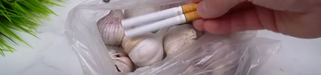 fokhagyma tárolása cigaretta