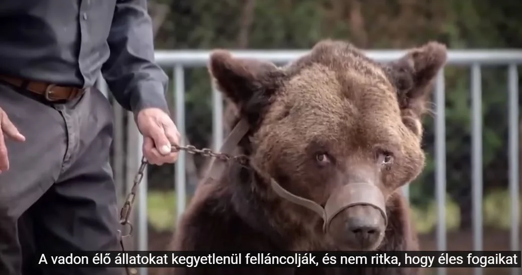 medve fogvatartás