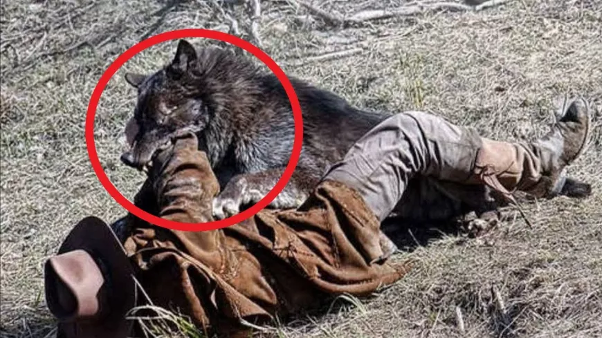 Szívszorító történet egy farkasról aki csapdába esett. A farkas és ember különleges megható kapcsolata❤️😢