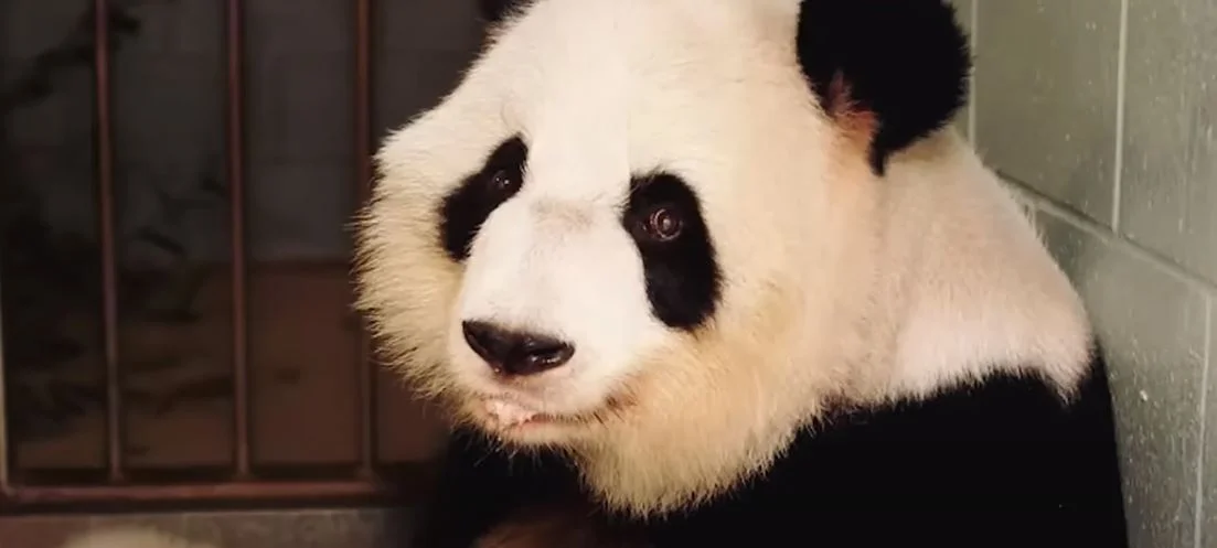 panda
