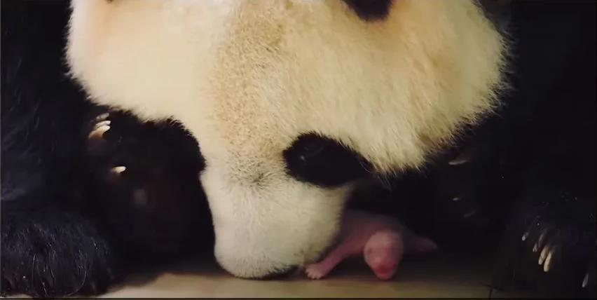 Panda medve maci