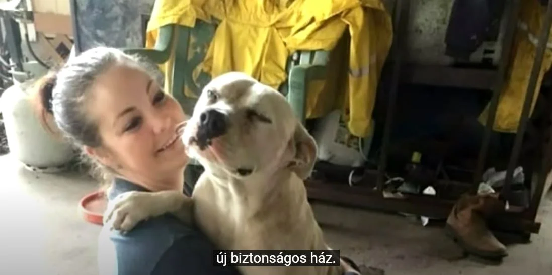 kutya szeretet lány