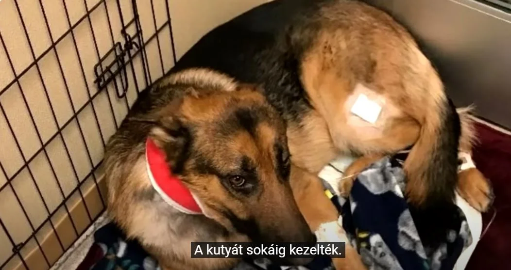 kutya
