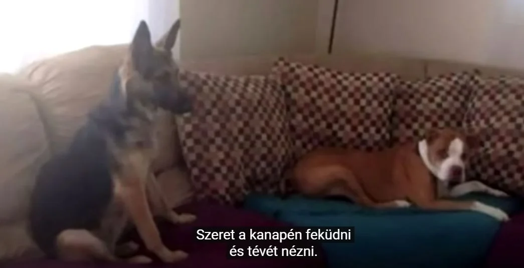 kutyák ülnek