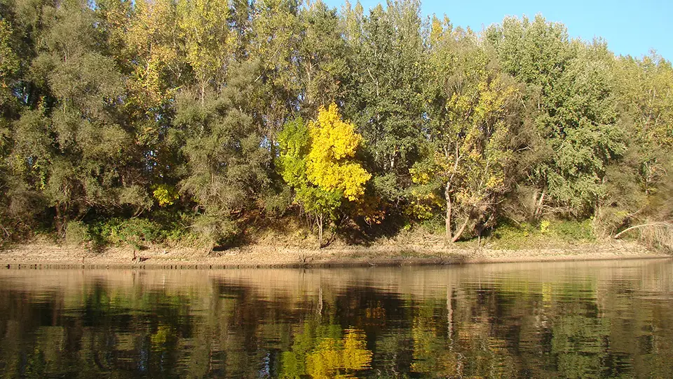 Öszi Tisza