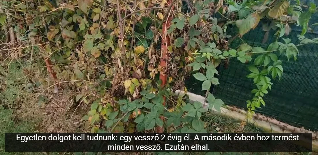 szederbokor