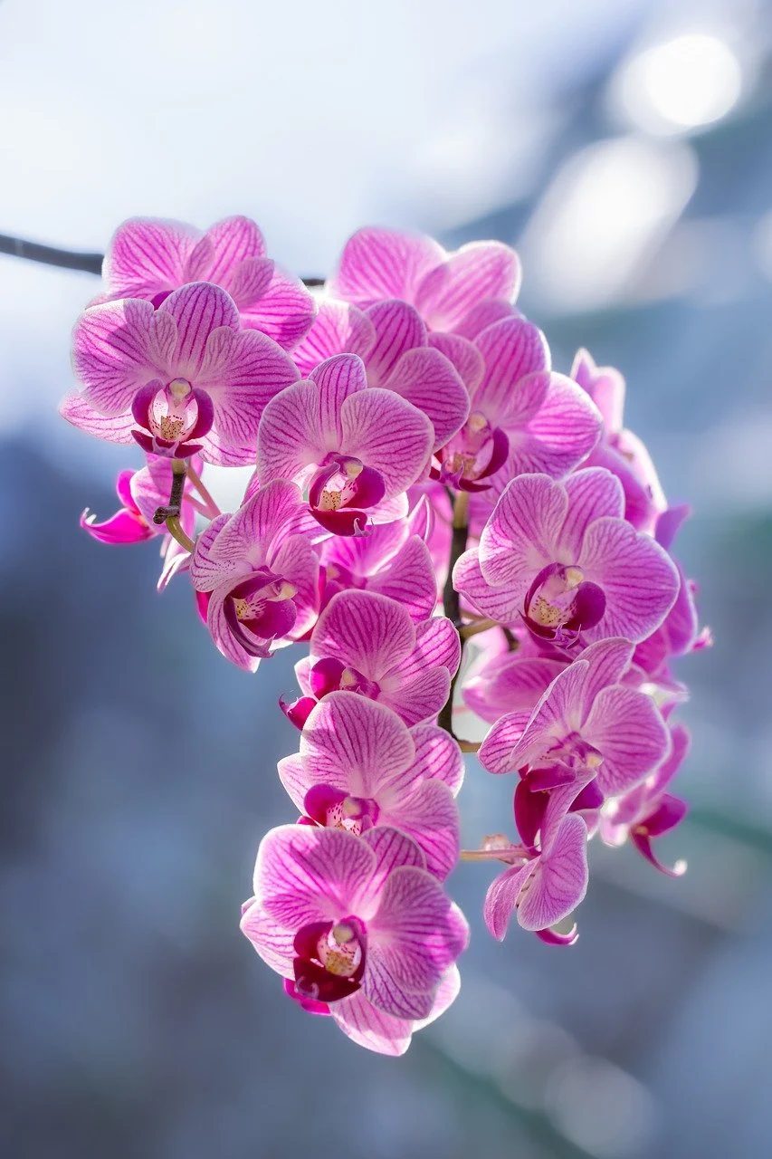 orchidea