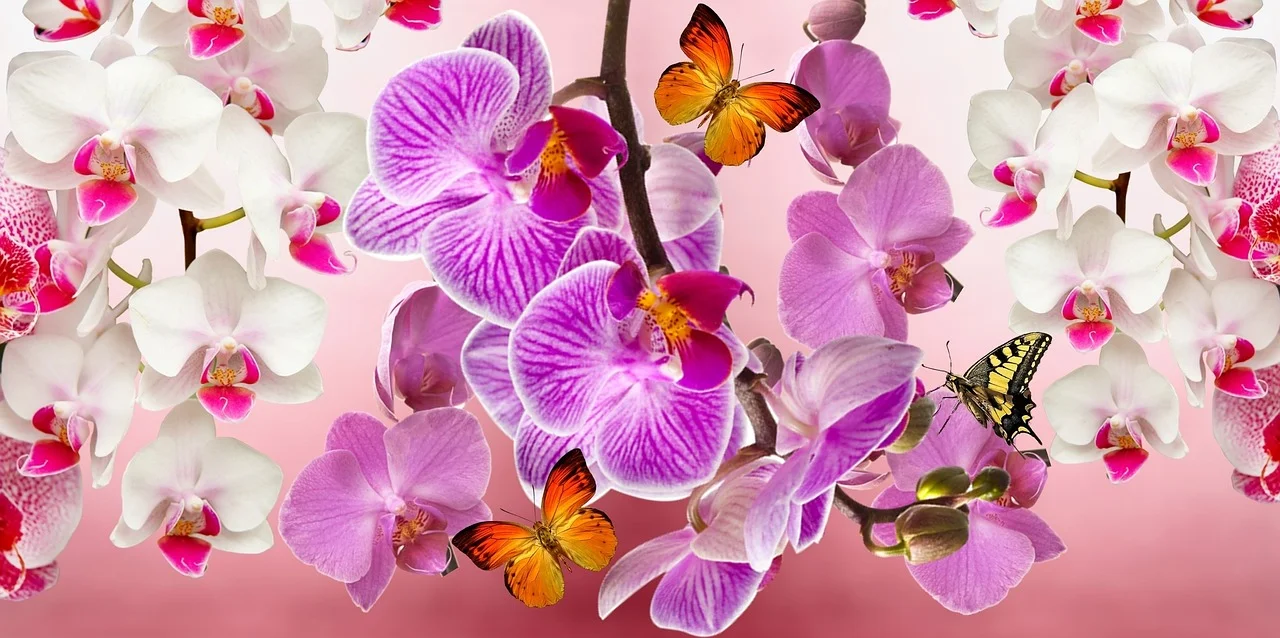 orchidea