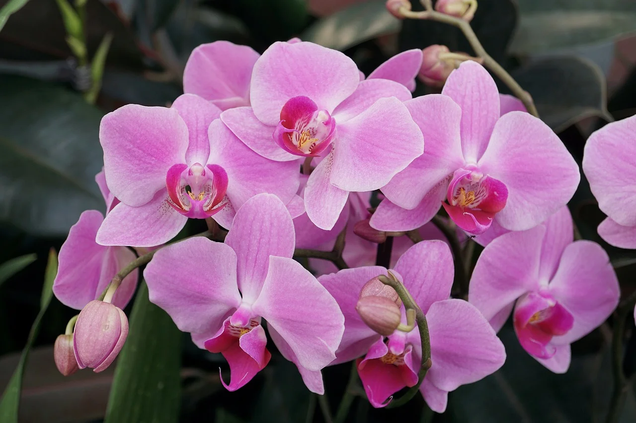 orchidea virág
