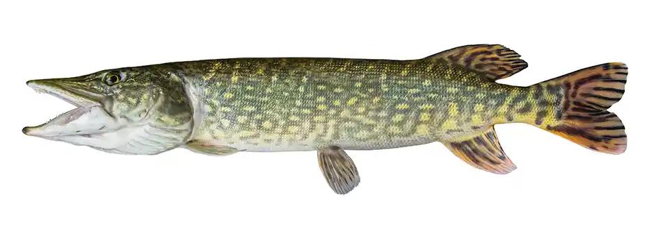 Csuka