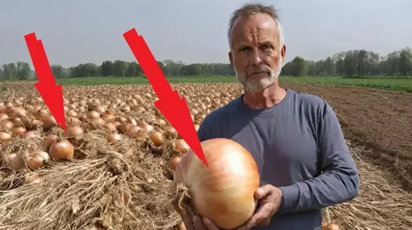 Elérkezett a fokhagyma a vörö és a lilahagyma őszi vetésének ideje. Ezt kell tenned, ha bőséges egészséges termést szeretnél