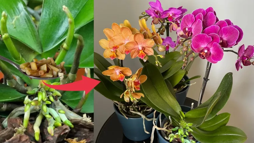 Orchideák gondozásánál a leggyakrabban elkövetett hibák! Ezzel a recepttel készült oldattal locsold és csodát fogsz látni!