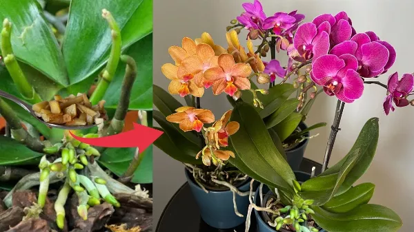 Orchideák gondozásánál a leggyakrabban elkövetett hibák! Ezzel a recepttel készült oldattal locsold és csodát fogsz látni!