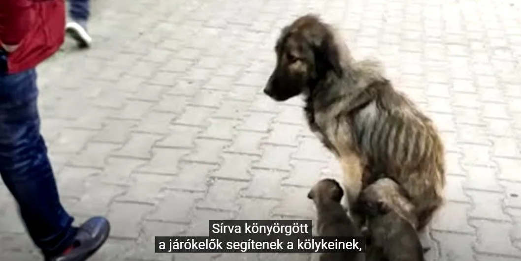 kutya kölök kölykök sovány beteg orvos állat