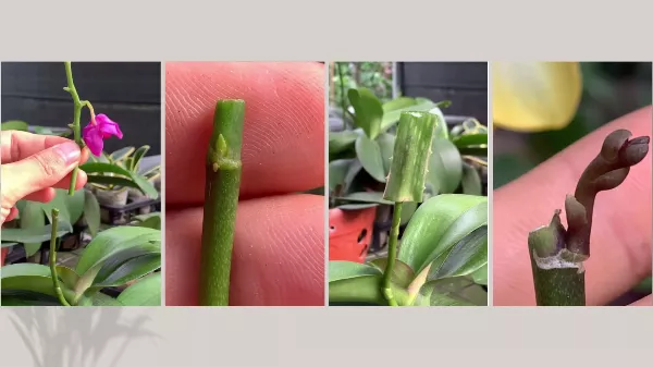 Mit kell tenned ahhoz, hogy az orchideád minél gyorsabban újra virágozzon?