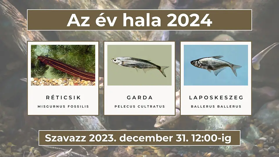 Az év hala 2024 választás