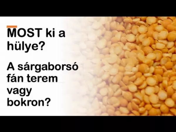 Mindenki rosszul tudja: A sárgaborsó fán terem, bokron vagy a föld alatt?