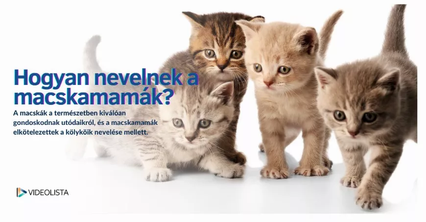Hogyan nevelnek a macskamamák? A kölykök nevelése és gondozása