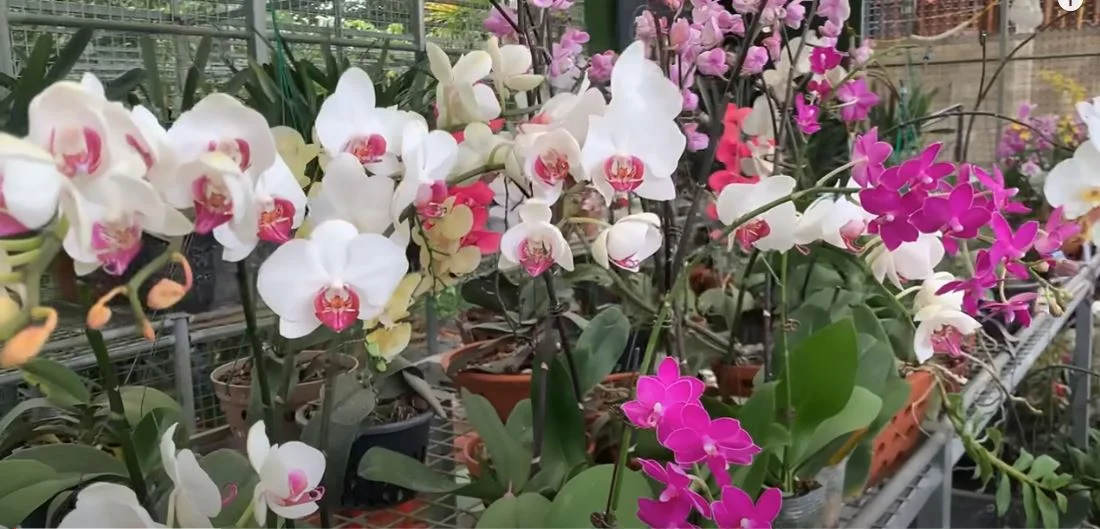 orchidea