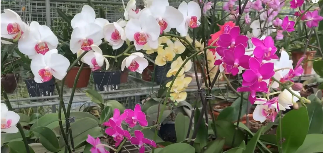 orchidea