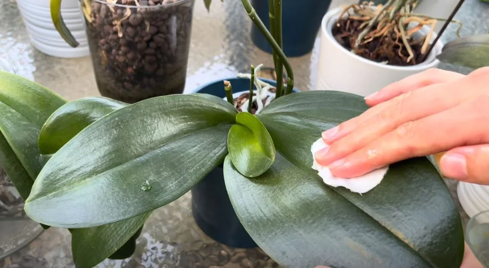 orchidea levél