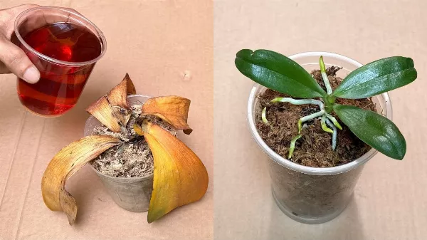 Az elszáradt orchideák 🌺🌸🌺 újjáélednek ennek a tápoldatnak köszönhetően