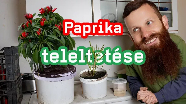 Hogyan teleltessük át a paprikát? Tudtad, hogy éveken át képes egyre nagyobb termést hozni?