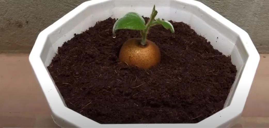 kiwi föld