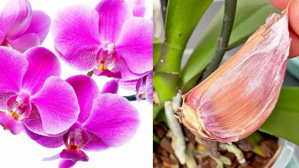 Van 1 fokhagymád 🧄? Akkor megmutatom, hogy teheted ismét virágzóvá az elszáradt orchideát 🌺!