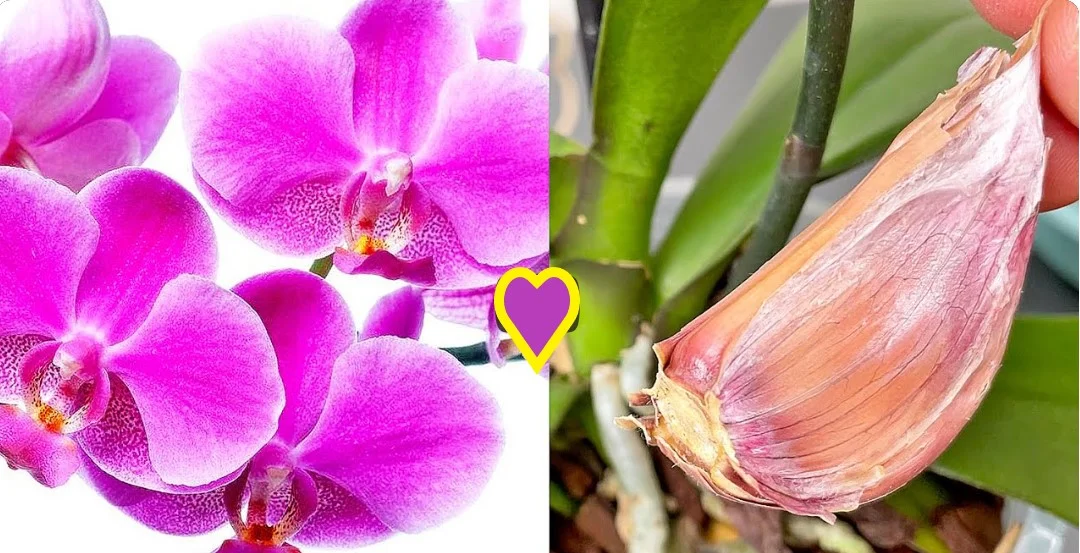 orchidea fokhagyma virág