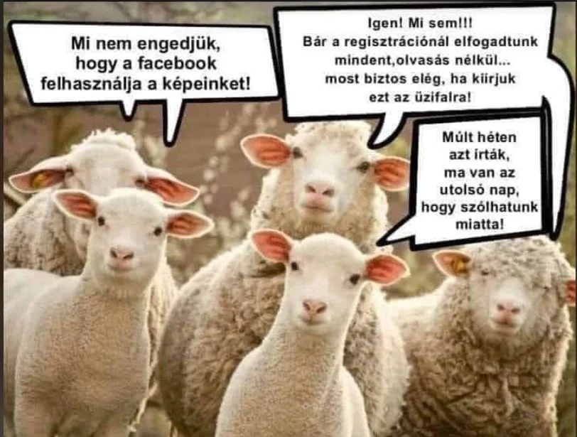 birkák