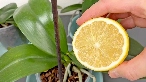 Van 1 🍋 citromod❓  Két módszer az orchidea folyamatos virágzásáért ❗️