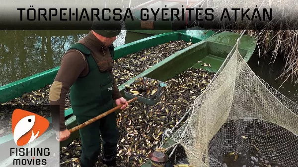 Hogyan gyérítik a törpeharcsa állományt a Tiszán és a Balatonon?