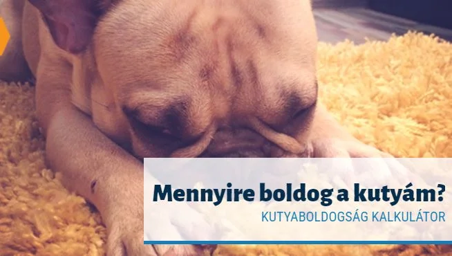 mennyire boldog a kutyám