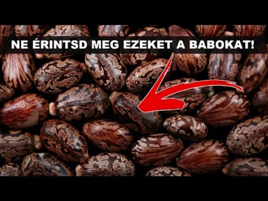 Ricin – a történelem legveszélyesebb mérge 💀☠️. Hírhedt gyilkosságok, richinnel!